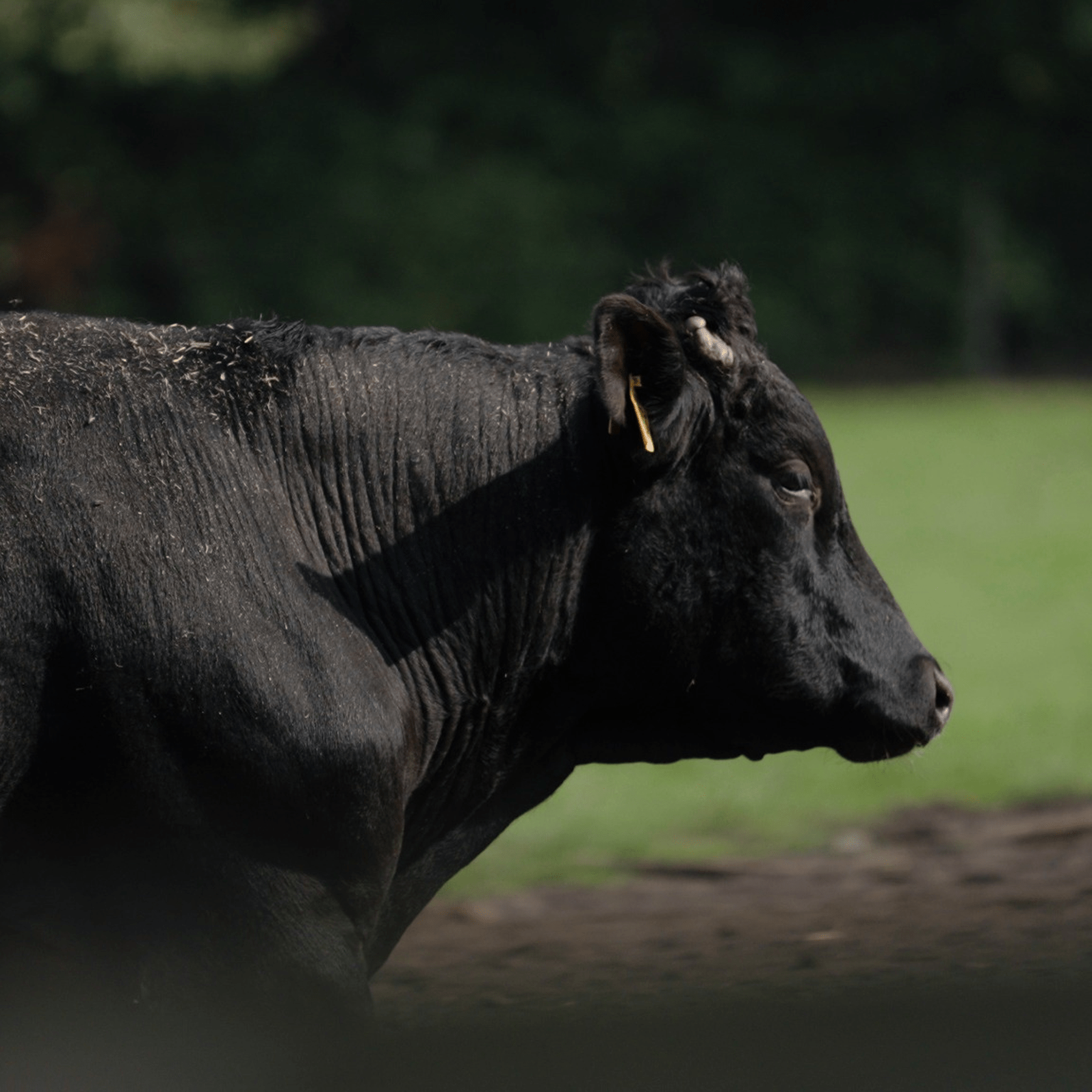 Wagyu Fleisch! Das Rindfleisch Seminar - Grillstar.deWagyu Fleisch! Das Rindfleisch SeminarGrillstar.deGrillstar.de